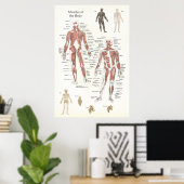 Poster anatomie musculaire - Antérieur et postérie (Bureau à domicile)