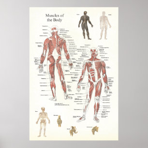 Poster anatomie musculaire - Antérieur et postérie