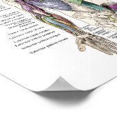 Poster anatomie musculaire Antérieur, postérieur e (Coin)