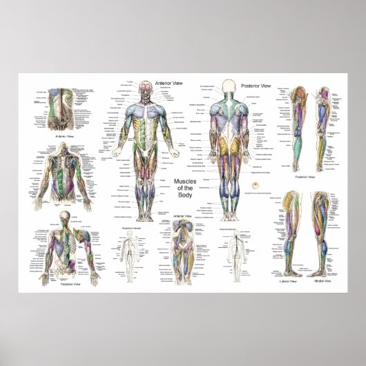 Poster anatomie musculaire Antérieur, postérieur e (Devant)
