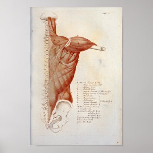 Poster Anatomie musculaire Cou arrière Imprimer le fran