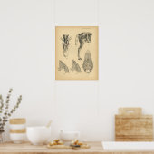 Poster Anatomie musculaire de la jambe de cheval 1908 Imp (Cuisine)