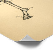 Poster Anatomie musculaire de la jambe de cheval 1908 Imp (Coin)