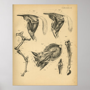Poster Anatomie musculaire de la jambe de cheval 1908 Imp