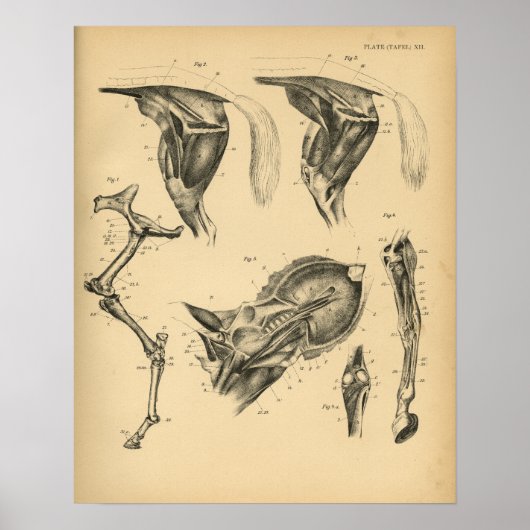 Poster Anatomie musculaire de la jambe de cheval 1908 Imp (Devant)