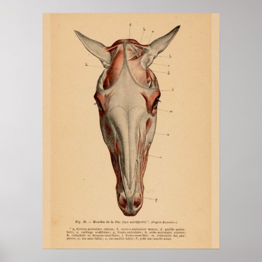 Poster Anatomie musculaire de la tête de cheval Français  (Devant)