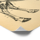 Poster Anatomie musculaire de la vache Ox Skeleton 1908 I (Coin)