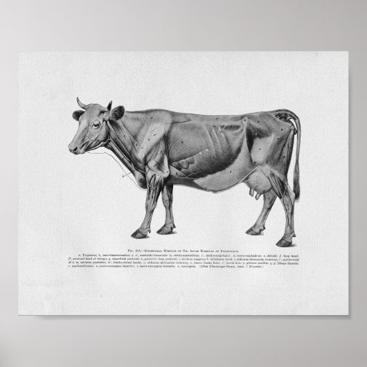 Poster Anatomie musculaire de vache Imprimer Vintage (Devant)