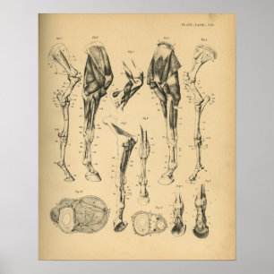 Poster Anatomie musculaire des os de jambe de cheval 1908