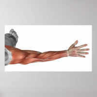 Anatomie Musculaire Du Bras Humain, Vue Postérieur