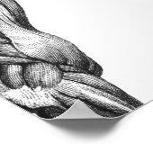 Poster Anatomie musculaire du cheval rétro (Coin)