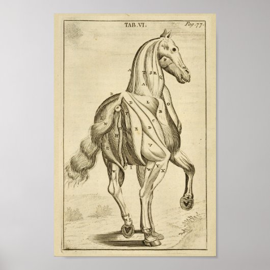 Poster Anatomie musculaire du cheval vintage Imprimer (Devant)