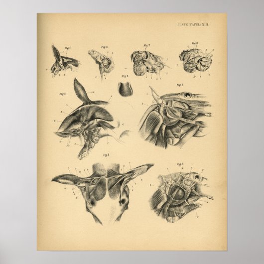 Poster Anatomie musculaire du cou du cheval 1908 Impressi (Devant)