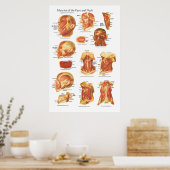 Poster Anatomie musculaire du visage et du cou (Cuisine)
