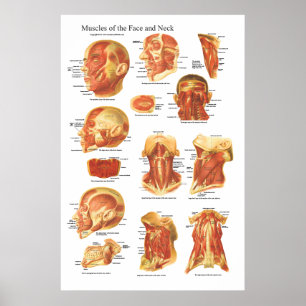 Poster Anatomie musculaire du visage et du cou