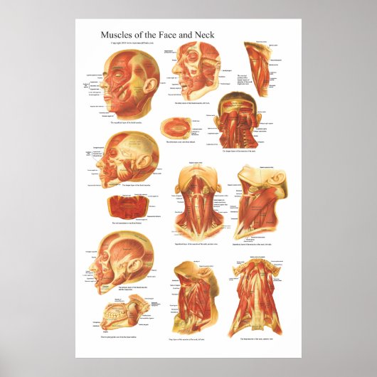 Poster Anatomie musculaire du visage et du cou (Devant)
