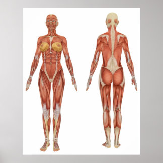 Poster Anatomie musculaire féminine vue avant et arrière