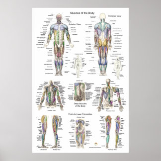 Poster Anatomie Musculaire Humain Poster Antérieur