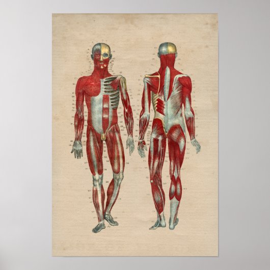 Poster Anatomie musculaire humaine 1841 Imprimer (Devant)