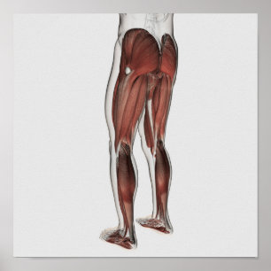 Poster Anatomie Musculaire Masculine Des Jambes Humaines 