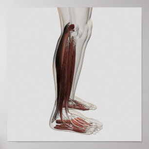 Poster Anatomie Musculaire Masculine Des Jambes Humaines,