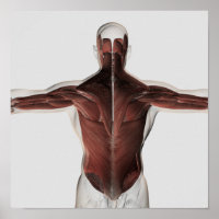 Anatomie Musculaire Masculine Du Dos Humain 2