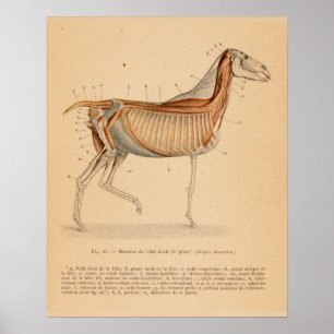 Poster Anatomie musculaire profonde du cheval Français Vi
