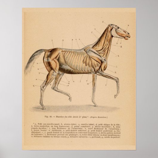 Poster Anatomie musculaire profonde du cheval Français Vi (Devant)