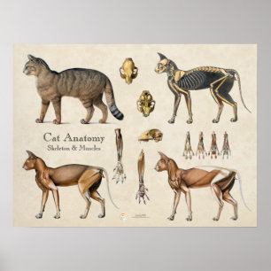 Poster Anatomie Musculaire Squelettique du Chat