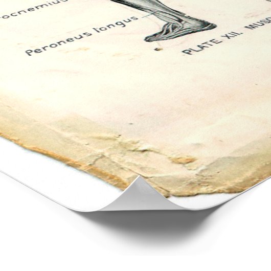 Poster anatomie postérieur (Coin)