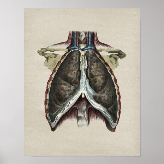 Poster Anatomie pulmonaire humaine Imprimer Vintage (Devant)