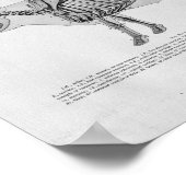 Poster Anatomie squelettique de la vache Imprimer Vintage (Coin)