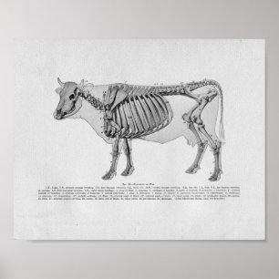 Poster Anatomie squelettique de la vache Imprimer Vintage