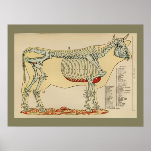 Poster Anatomie squelettique de la vache Vintage 1917 (Devant)