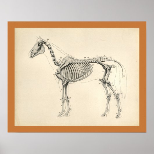 Poster Anatomie squelettique vétérinaire du cheval vintag (Devant)
