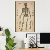 Poster Anatomie squelettique Vintage 1851 (Bureau à domicile)