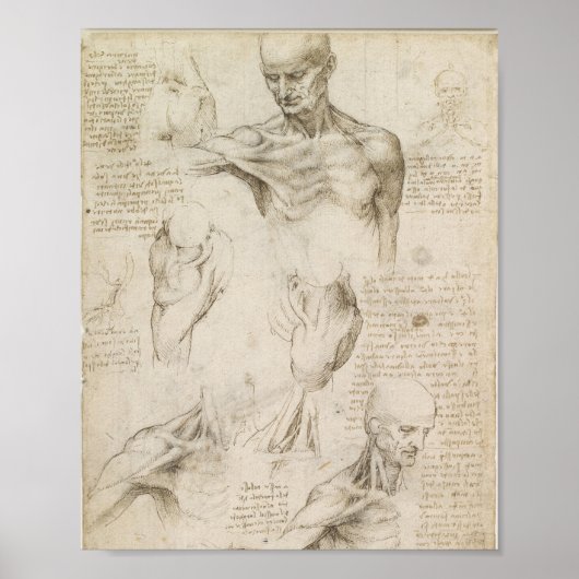 Poster Anatomie superficielle de l'épaule de Da Vinci (Devant)