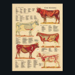 Poster Anatomie vétérinaire de la vache<br><div class="desc">Graphique anatomique de vache créé avec des illustrations anatomiques vintages. Affiche l'anatomie de surface,  le système squelettique,  les muscles,  les organes internes,  les artères et les veines. Tableau pour l'exploitation agricole ou le bureau vétérinaire.</div>