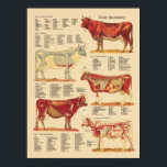Poster Anatomie vétérinaire de la vache<br><div class="desc">Graphique anatomique de vache créé avec des illustrations anatomiques vintages. Affiche l'anatomie de surface,  le système squelettique,  les muscles,  les organes internes,  les artères et les veines. Tableau pour l'exploitation agricole ou le bureau vétérinaire.</div>