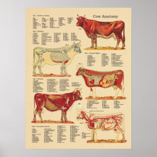 Poster Anatomie vétérinaire de la vache
