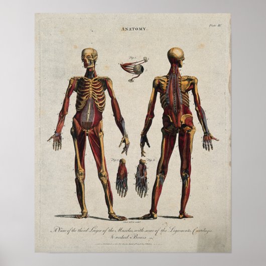 Poster Anatomie vintage (Devant)
