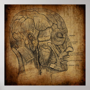 Poster Anatomie Vintage 