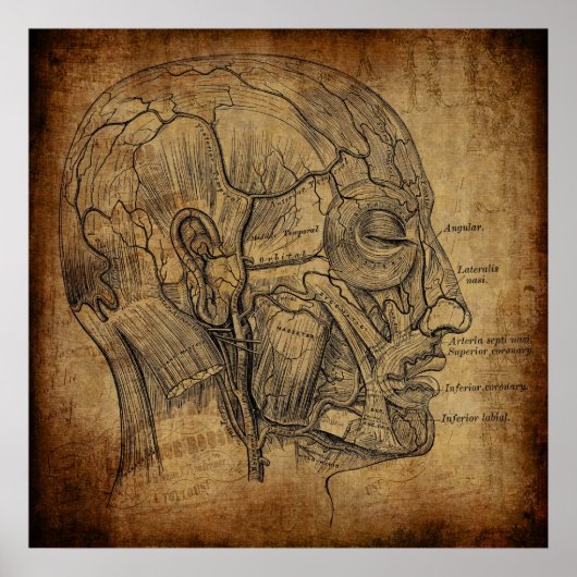 Poster Anatomie Vintage  (Devant)