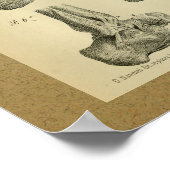 Poster Anatomie Vintage 1850 (Coin)