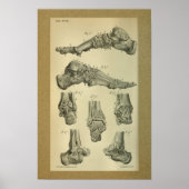 Poster Anatomie Vintage 1850 (Devant)
