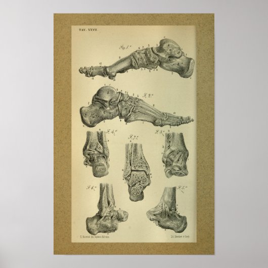 Poster Anatomie Vintage 1850 (Devant)