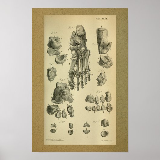 Poster Anatomie Vintage 1850 (Devant)