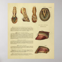Anatomie vintage 1900 Horse Foot Hoof Imprimer