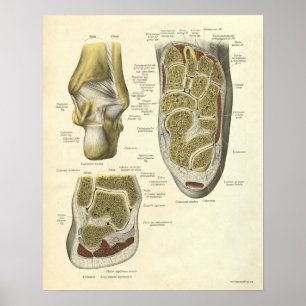 Poster Anatomie vintage Bones d'impression de Ankle