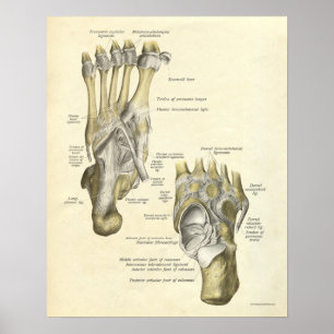 Poster Anatomie vintage Bones d'impression de pied